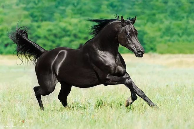 Арабский скакун